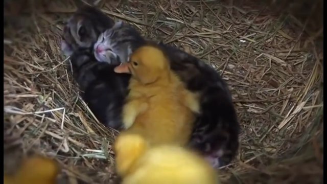 Chatons et Poussins jouent ensemble !! Incroyable mais vrai !