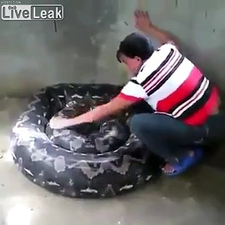 Elle nettoie... un serpent  anaconda géant !