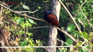 Greater Coucal Mating