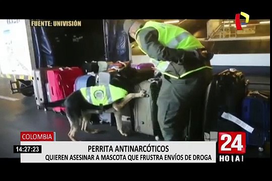 Colombia: perrita antinarcóticos es amenazada de muerte por un poderoso cartel