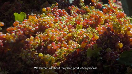 What to do in Chile: Wine Tourism - Find your Chile