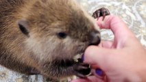 Adorable : quand un petit castor supplie pour avoir à manger