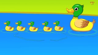 5 Little Ducks | Duck Song | baby nursery rhymes