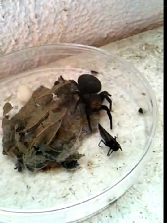 Female ladybird spider (Eresus cinnaberinus) with prey