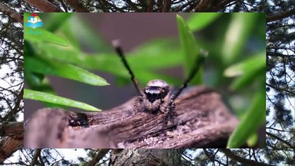Peacock Spider Dances رقصات الطاووس العنكبوت