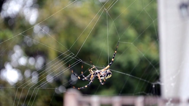 Writing Spider Spinning Web (HD)
