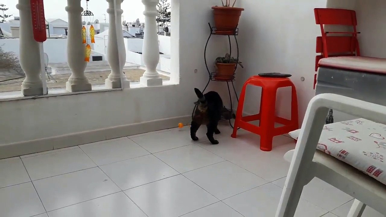 Senior Cat Spider plays with Ping Pong Ball
