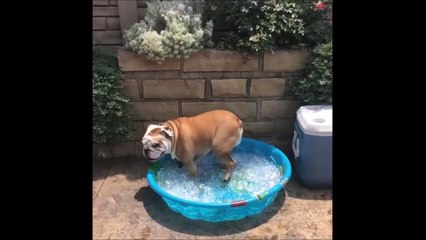 Este perro sabe cómo afrontar el bochorno del verano