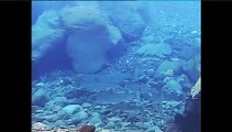 Salmon fishing in Iceland with underwater camera