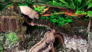 Hamster Kashi Explores Her Rainforest Cage for the First Time!