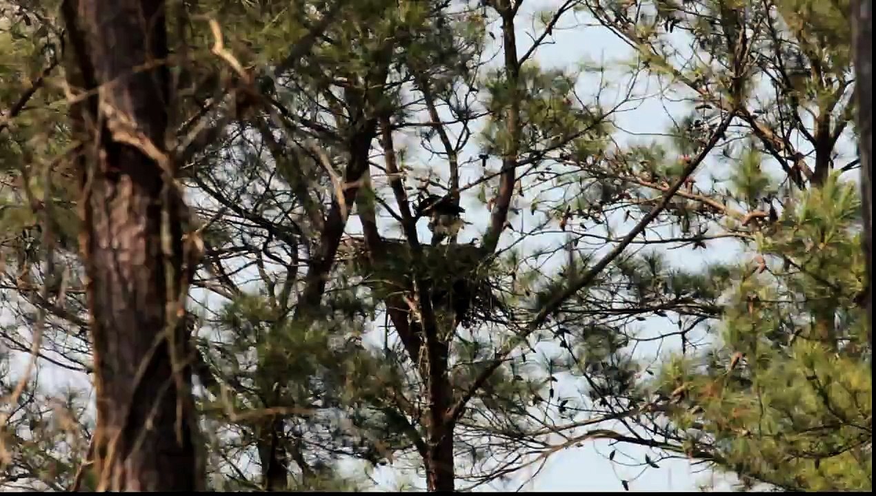 EAGLET Learning to fly