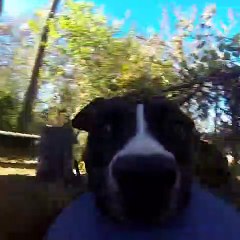 Un chien en mode GoPro !