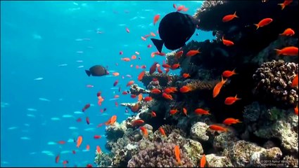 Real Time Video Scene Classification for Underwater Applications