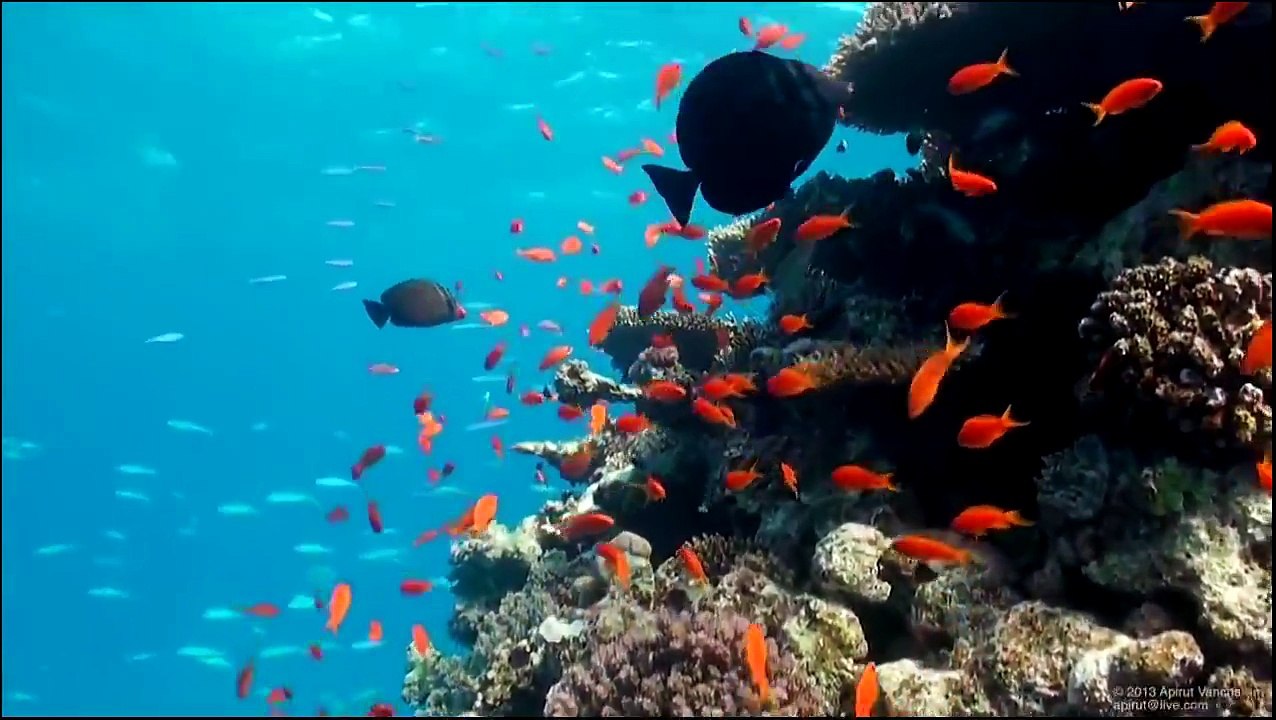 Real Time Video Scene Classification for Underwater Applications