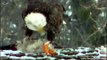 Bald Eagle Eat Duck Later In The Night Attacked by Owls