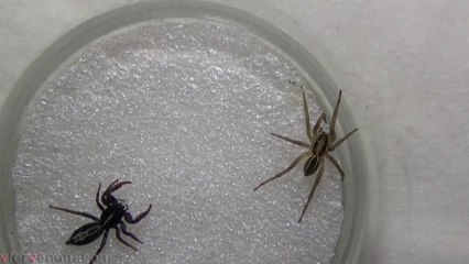 White-striped Ocrisiona vs Wolf Spider