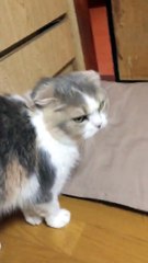 Cute cat begging for food