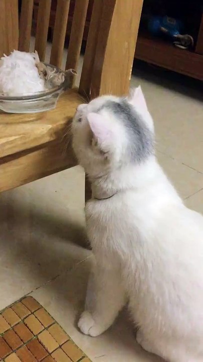 the cat steals the fish