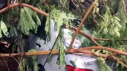 Nary News, ដើមឈើបាក់សង្កត់រថយន្ត១គ្រឿង ផ្លូវកម្ពុជាក្រោម, khmer fresh news today