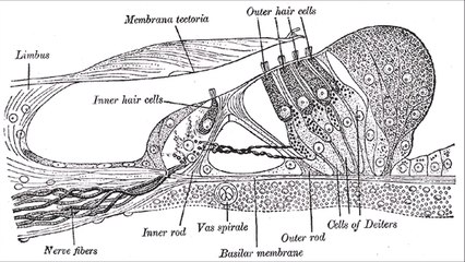 Tratarea hiperacuziei (vindecare probabilă) cu sunet si zgomot (îmbogățirea sunetului) - 15 minute