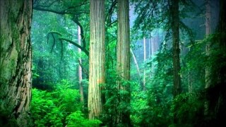 2 HOURS SoothingRainforest Sounds for Relaxation, Sleep and Meditatio,