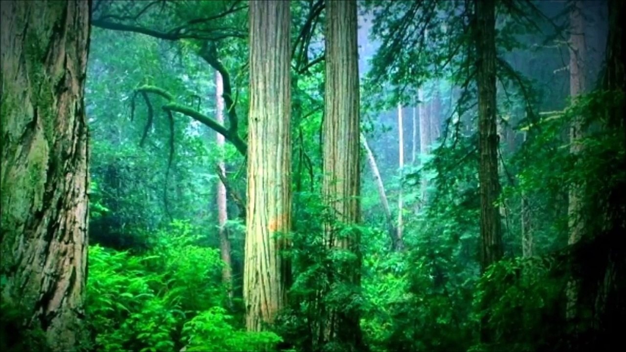 2 HOURS SoothingRainforest Sounds for Relaxation, Sleep and Meditatio,