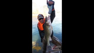 14 Lb Walleye Caught on ZMan Product