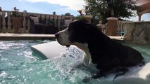 Happy Great Danes enjoy chilling out in the pool