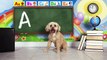 Learn the Alphabet with Lizzy the Dog | ABC Video for Kids Part 1