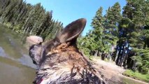 Go-Pro mounted to dog's back captures stunning footage