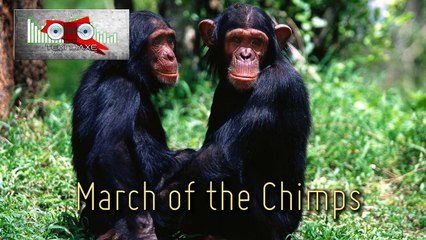March of the Chimps - Comedy/Orchestra - Royalty Free Music