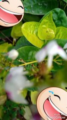 Green plant cute pink flower