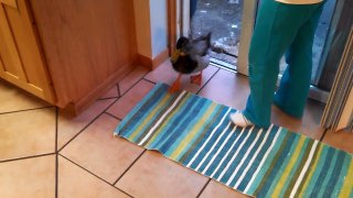 Our Mallard Duck, Beaker, Returns Home After A Long Winter