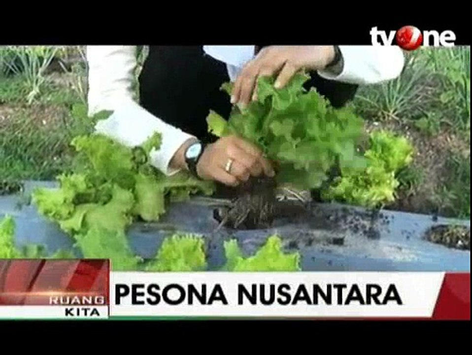 Wisata Kebun Organik Bangka di Belitung