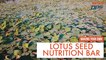 Lotus Seed Nutrition Bar