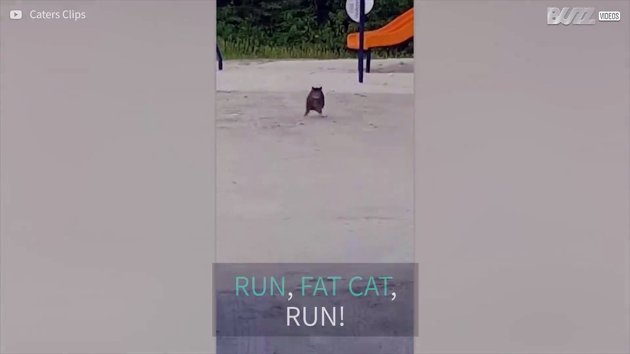 Who said fat cats can't run fast?