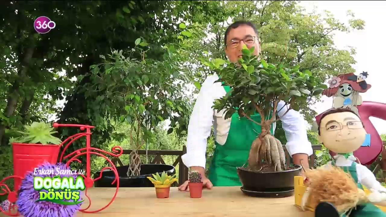 Doğala Dönüş