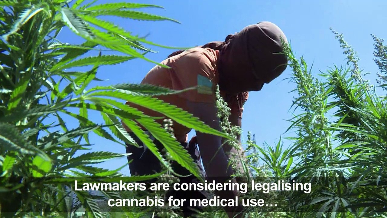 Lebanon's hash farmers fear going legal may hit profits