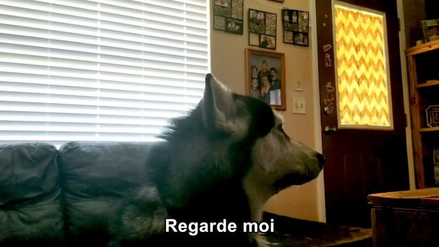 Un chien boude après un bain