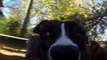 Un chien vole une GoPro