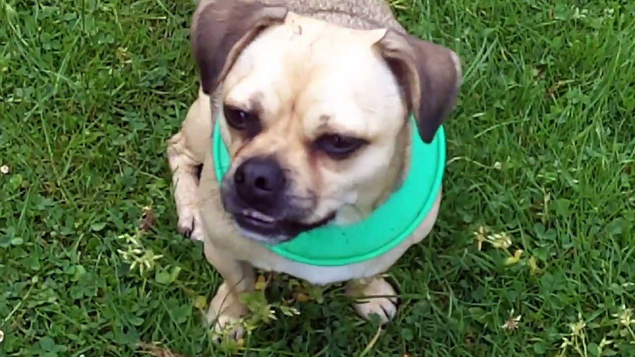 Chug Dog Bridie legging it with Cocker Spaniel Indy.