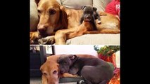 10 Fotos adoráveis mostram o antes e o depois do crescimento de Cachorros