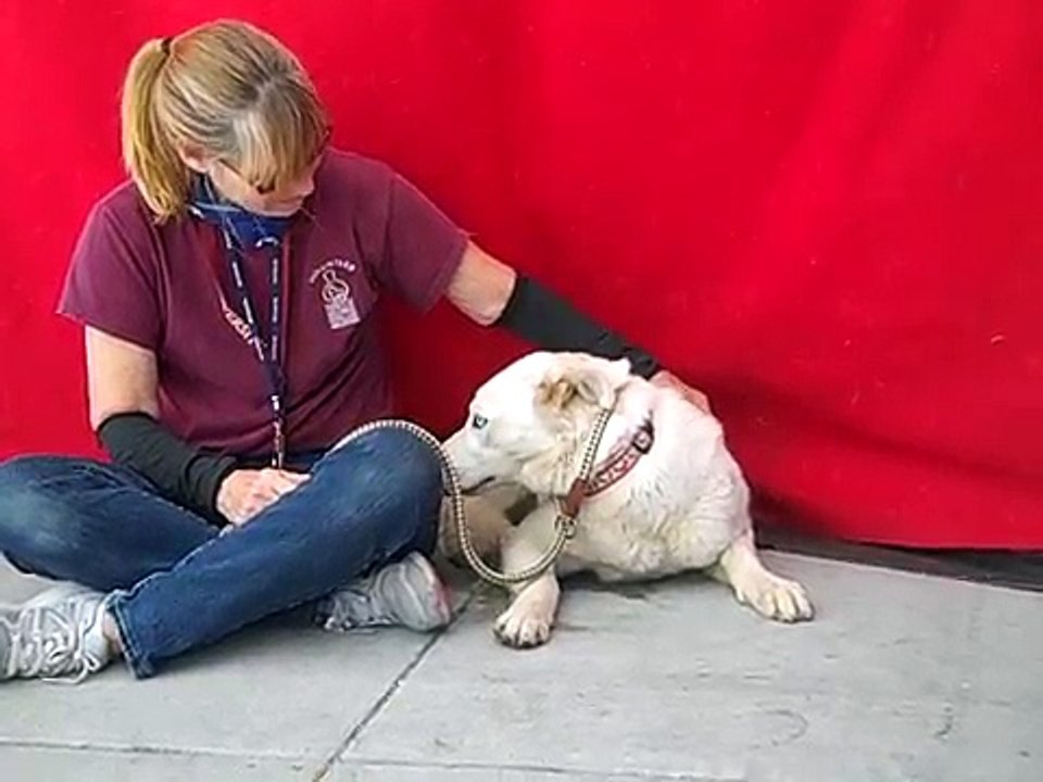 A5187103 Snow | Alaskan Malamute/ Siberian Husky