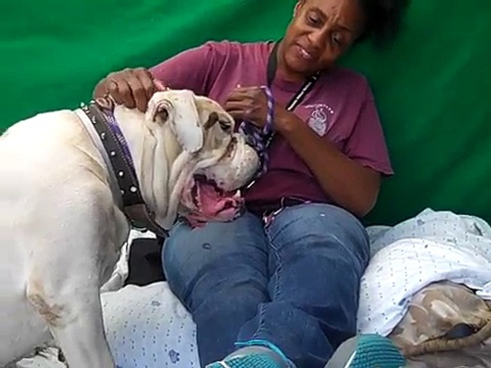 A5185908 Roger | English Bulldog/American Bulldog