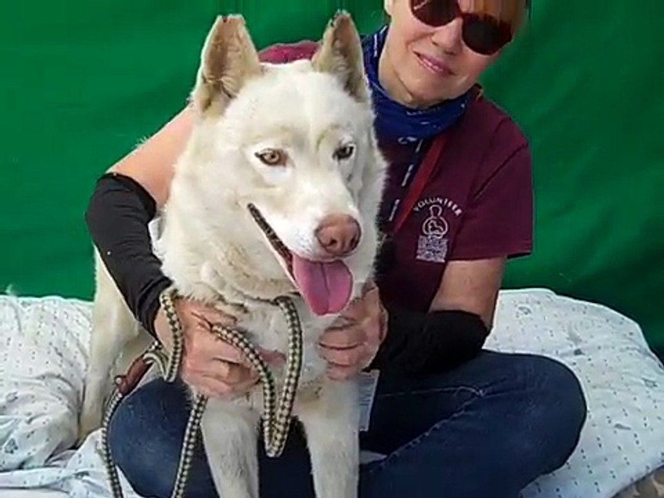 A5185800 Winter | Siberian Husky Puppy