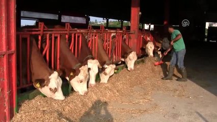 Çiğ Süt Fiyatları Üreticiyi Sevindirdi - Balıkesir