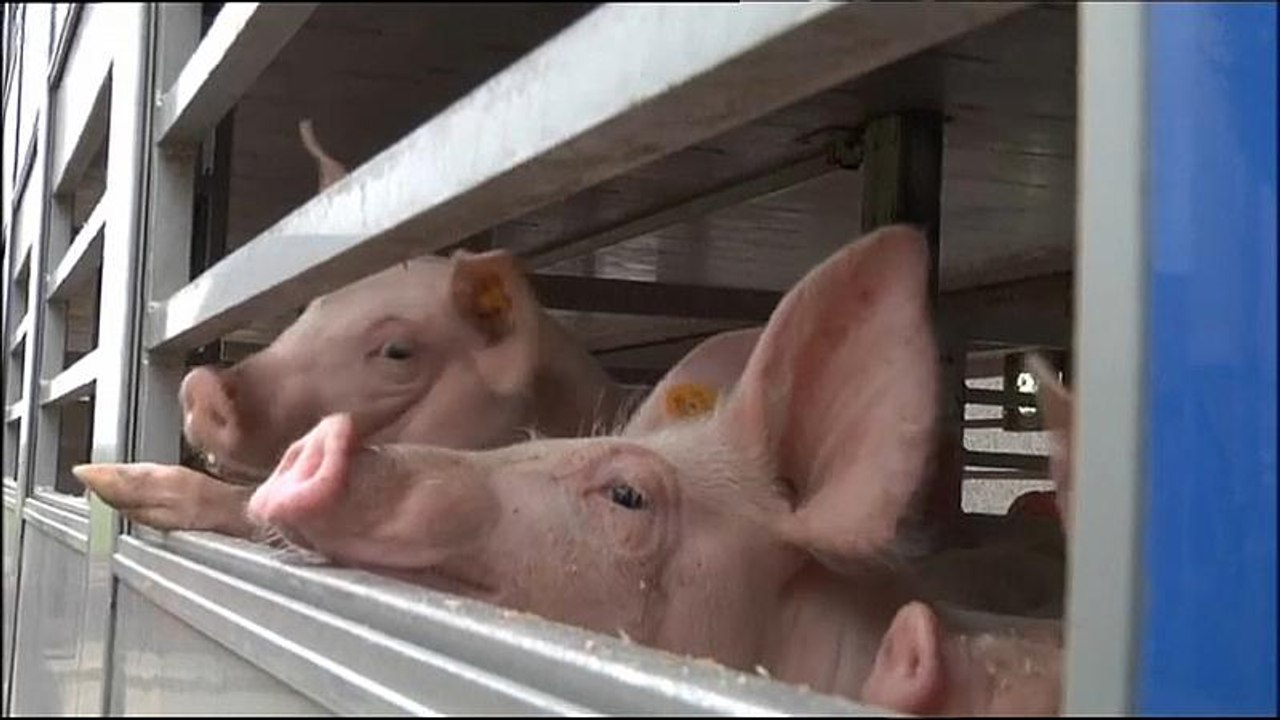 Tierschützer: Keine Lebendtransporte bei Hitze