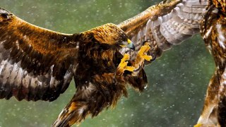 Interesting facts about golden Eagle by weird square