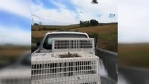 Tekirdağ'da Doğaya 50 Çil Keklik Salındı