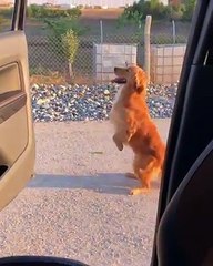 Dog dancing to drake 's in In My Feelings Challenge